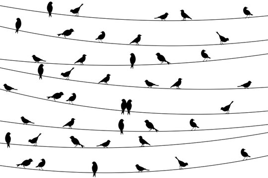bird on wires wallpaper on transparent background, Vector illustration 