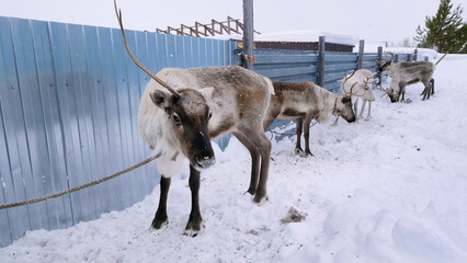 Western Siberia, Russkinskaya village: reindeer in the yard of the reindeer herder of the Khanty...