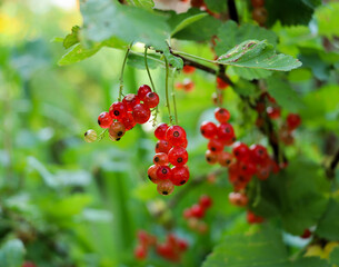 Dojrzewające owoce czerwonej porzeczki Ribes Spicatum uprawianej w ogrodzie - obrazy, fototapety, plakaty