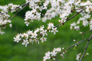 white cherry blossom tree branch