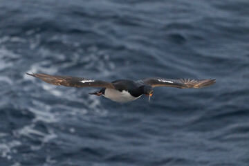 Campbell Islands Shag	(Leucocarbo campbelli)