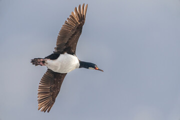 Campbell Islands Shag	(Leucocarbo campbelli)
