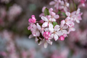 Fototapeta na wymiar pink blossom tree brach close up in spring
