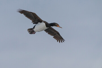 Campbell Islands Shag	(Leucocarbo campbelli)