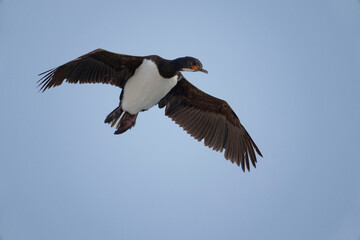 Campbell Islands Shag	(Leucocarbo campbelli)