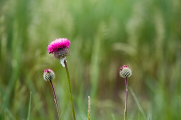flower in the field shot with shallow depth of field on a green background