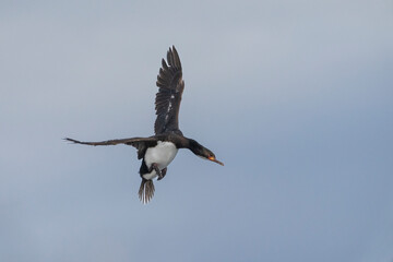 Campbell Islands Shag	(Leucocarbo campbelli)