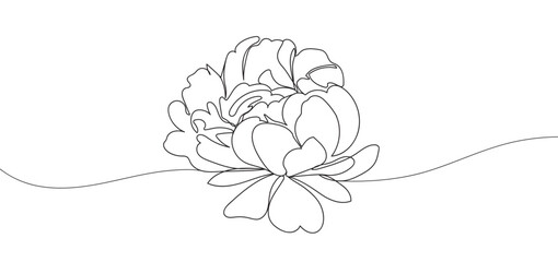 Single line Peony flower vector illustration. Beautiful line art for print. Minimalist style elegant drawing