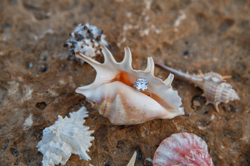 ring in a seashell