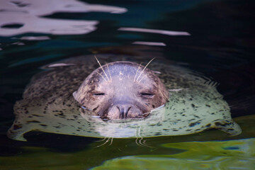 のんびり顔出しザラシ