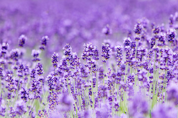 咲き誇るラベンダー