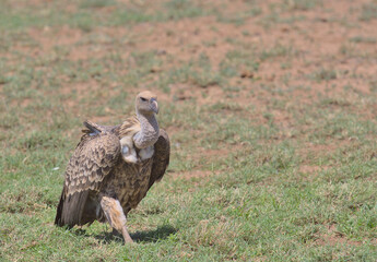 front profile of white backed vulture walking on the ground in the wild buffalo springs national reserve, kenya