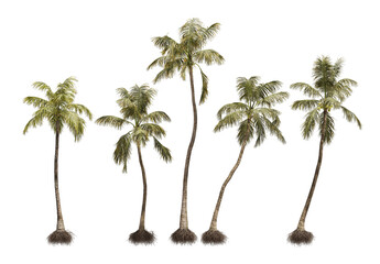 3D illustration Coconut cocos nucifera palm trees in tropical