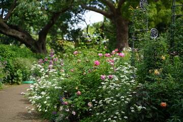 横浜, 神奈川, 日本, 風景, 景色, 春, 野外, 新緑, 観光地, 観, 公園, 海, 船, 人, アーチ, 噴水, バラ苑, ばら園, バラ, 沢山, 綺麗, 見頃, フラワー, ガーデン, 空, 青空, 薔薇, ばら, バラ, 花, ピンク, 赤, 黄色, 植物, 美しい, 春, 港の見える丘公園, 光, ツアー, 自然