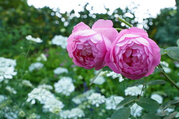 横浜, 神奈川, 日本, 風景, 景色, 春, 野外, 新緑, 観光地, 観, 公園, 海, 船, 人, アーチ, 噴水, バラ苑, ばら園, バラ, 沢山, 綺麗, 見頃, フラワー, ガーデン, 空, 青空, 薔薇, ばら, バラ, 花, ピンク, 赤, 黄色, 植物, 美しい, 春, 港の見える丘公園, 光, ツアー, 自然