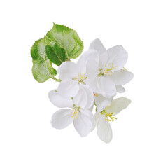 Apple tree flowers isolated on white background. Apple tree blossoming in spring. Element for design.