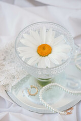White daisies in a glass vase on a white background