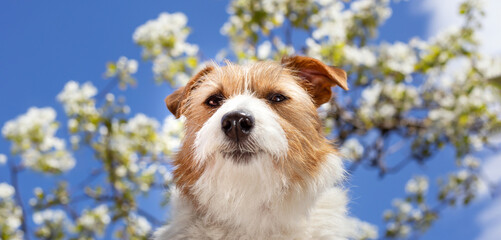 Happy smiling pet dog face with flowers. Spring forward, easter banner or background.