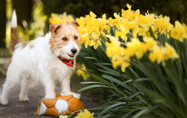 Happy cute playful pet dog standing on a toy ball with easter daffodil flowers. Spring forward, springtime banner.