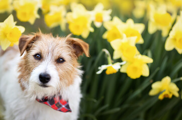 Happy cute jack russell terrier listening in easter daffodil flowers in spring. Dog in the nature, pet background.