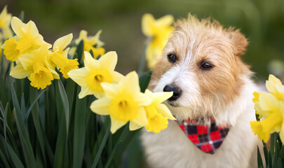 Happy cute pet dog smelling easter daffodil flowers in spring. Website banner.