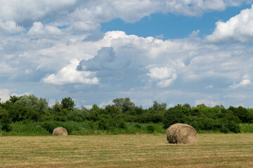 Field with rolls of hay, rural landscape with hay bales and fluffy cumulus clouds, animal fodder