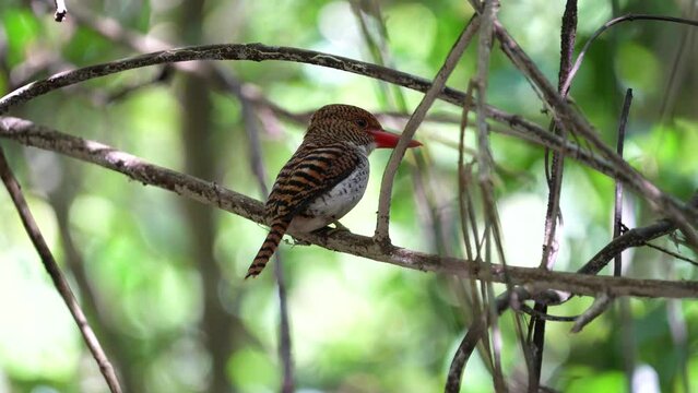 Banded Kingfisher  (Lacedo pulchella) bird standing on a branch .