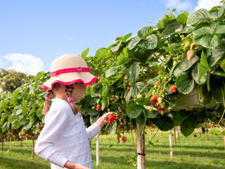 Young child picking ripe strawberries outdoors in summer