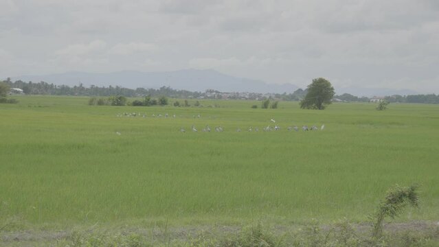 Grassy field with birds flocked together in Alor Setar Malaysia