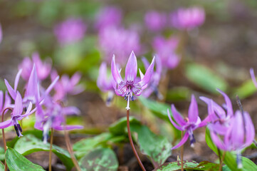 匠の森公園のカタクリ群生地