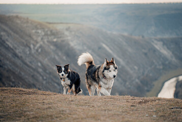 Border Collie dog playing with friend dog husky. 