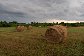 Rolls of hay in field, dried hay in rolls and dark stormy clouds in sky, rural landscape