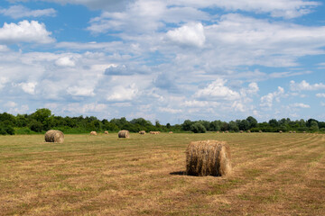 Field with rolls of hay, rural landscape with hay bales and fluffy cumulus clouds, animal fodder