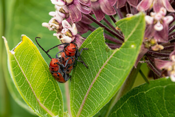 Milkweed Longhorn Beetles