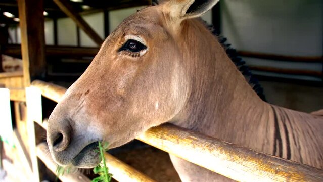 Side close-up of head of zonkey eating plants by wooden fence at farm