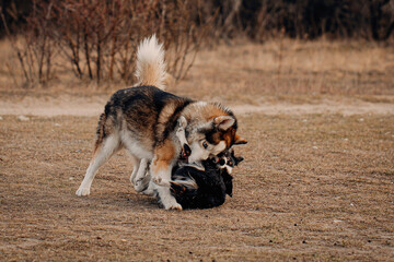 Obraz na płótnie Canvas Border Collie dog playing with friend dog husky. 