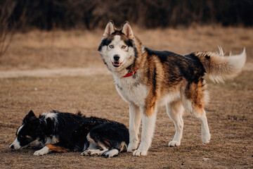 Border Collie dog playing with friend dog husky. 