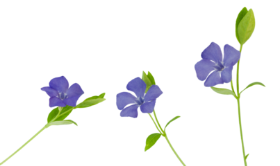 purple flowers of periwinkle (Vinca minor, common names: lesser periwinkle, dwarf periwinkle, myrtle, creeping myrtle) on a white background with space for text.