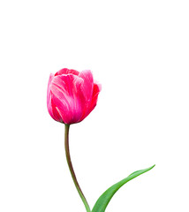 one tulip flower isolated on white background,