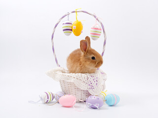 easter bunny beautiful eggs on white background