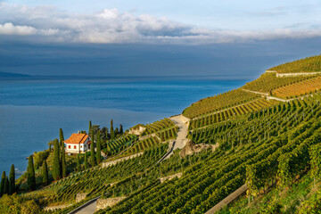 Naklejka premium Matin d'automne dans les vignobles du Lavaux en Suisse 