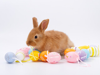 easter bunny beautiful eggs on white background