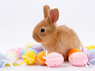easter bunny beautiful eggs on white background