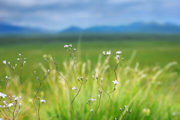 Beautiful nature scenery - thin stems with little white flowers at the blurred background: green...