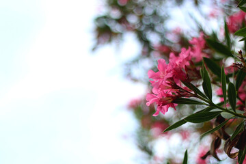 Pink oleander flowers in the garden. Selective focus.