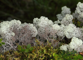 Beautiful nature image - grayish white yagel (Cladonia rangiferina, reindeer cup lichen) and green...