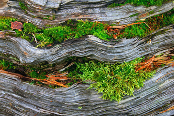 Beautiful nature image - bundles of bright green moss and dry pine needles between grey stripes of old dead tree in Ergaki national park, Sayan mountains, Krasnoyarsk, Siberia, Russia, Planet Earth