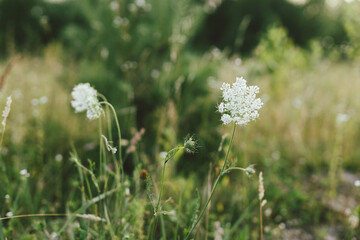 Wildflowers in summer meadow. Daucus carota flowers close up in countryside. Wild carrot flower and herbs close up in evening sunshine, atmospheric image