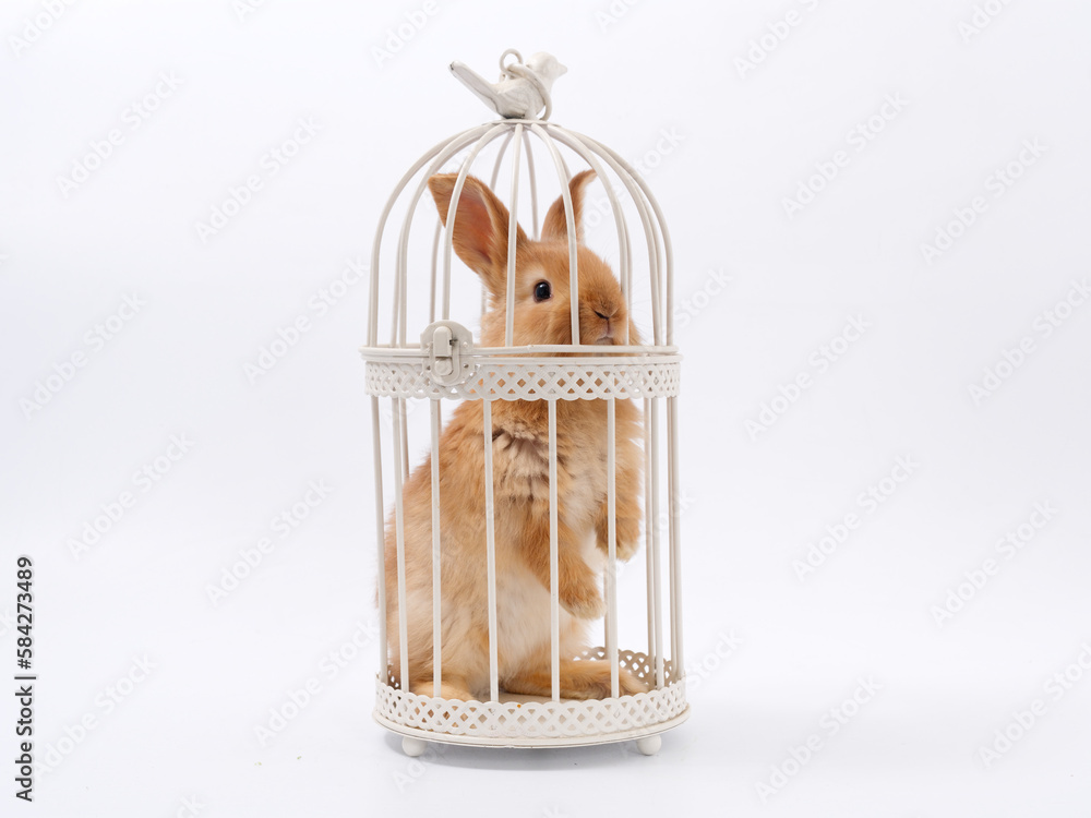 Canvas Prints symbol of the year easter bunny in a prison cage on a white background