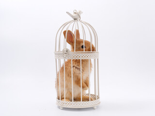 symbol of the year easter bunny in a prison cage on a white background